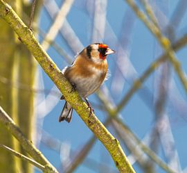 Chardonneret élégant sur ManfredFotos