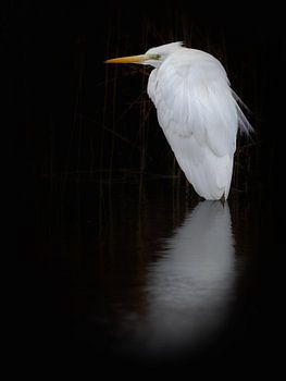 Grande aigrette