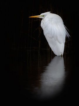 Grote zilverreiger van Laurens de Waard