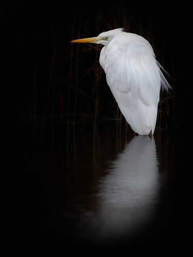 Grande aigrette
