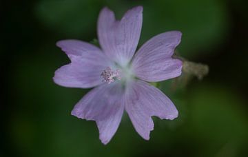 Paarse Bloem Macro van MSP Canvas