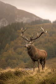 Majestic Stag – Fine-Art-Bild eines Rothirsches in einer nebligen Berglandschaft von Design Wall Arts