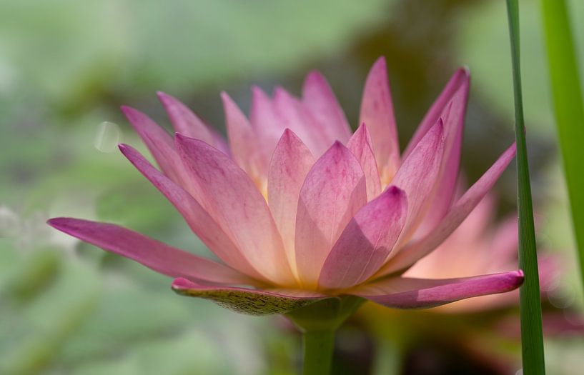 Seerose leuchtet im Licht von Ulrike Leone