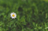Das einsame Gänseblümchen