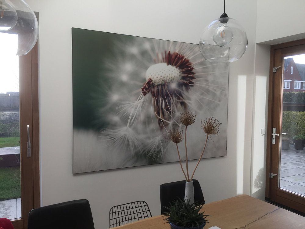 Dandelion  by Falko Follert 