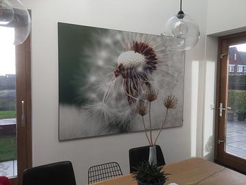 Customer photo: Dandelion by Falko Follert