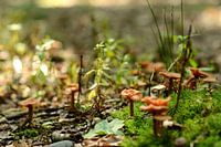 Herfst 2012
