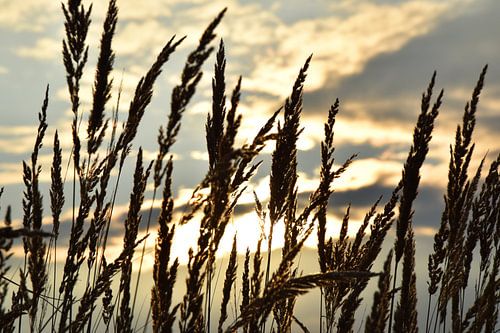 Riet in zonsondergang bij Wind