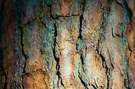 colour bark by Kim van Beveren thumbnail