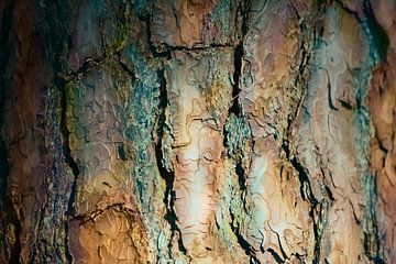 color bark van Kim van Beveren