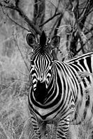 Zèbre en noir et blanc