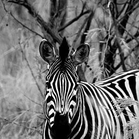 Zebra in zwart wit van Natascha Nellestein