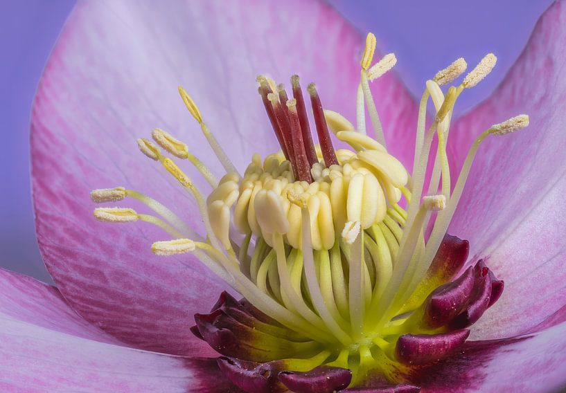 Macro d&#039;une fleur de rose trémière par ManfredFotos