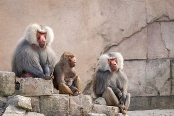 3 baboons