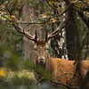 Edelhert tussen de bomen – Veluwezoom natuurfotografie van Saranda in t Veld Fotografie