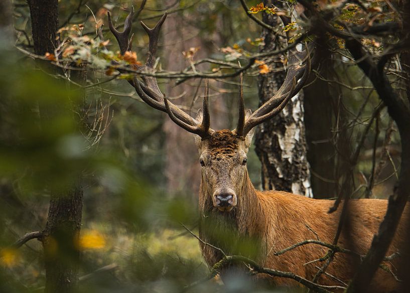Red deer among the trees - Veluwezoom nature photography by Saranda in t Veld Fotografie