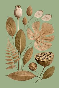 Botanische Trockenblumen auf Salbeigrün