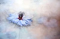 Nigella bloemen