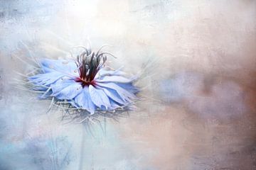 Nigella flowers by Claudia Moeckel