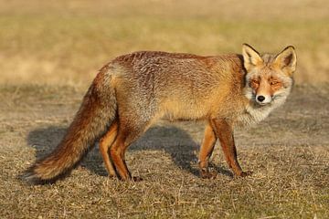 Vos (Vulpes vulpes) van Ronald Pol