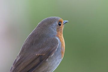 Robin in the lens by Astrid Brouwers