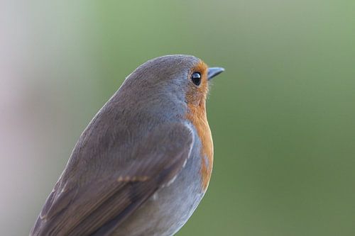 Robin dans l'objectif