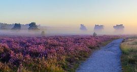 Sunrise over a heather landscape by Sjoerd van der Wal Photography