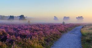 Sonnenaufgang über einer Heidelandschaft