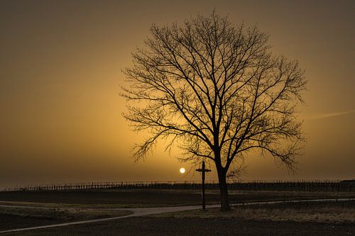 Zon achter mist