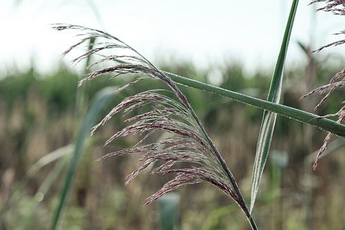 Gras pluim met ochtenddauw