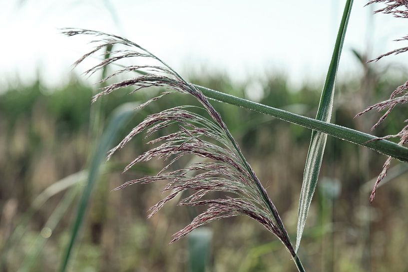 Grass plume with morning dew by Anouk van Heumen
