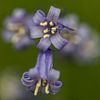 a close-up of a blue wood hyacinth van Koen Ceusters
