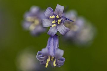 a close-up of a blue wood hyacinth