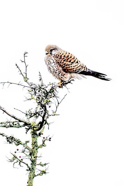 Turmfalke im Hochschlüssel von Peter van Wieringen