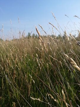 High grass by Thirza Van Dijk