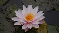 Seerose