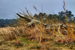 Groen in de zandverstuiving sur Filippus Kiemel