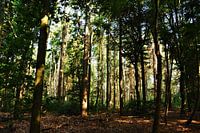 Naaldbomen in het Kocherbos