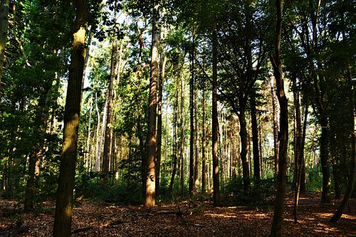 Naaldbomen in het Kocherbos