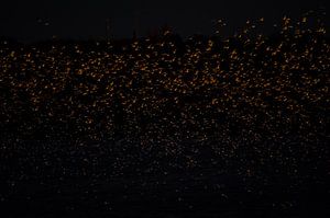 Nuit d'or