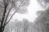 Forêt de saules et ciel clair