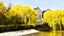 Weeping willows at the river Murr in Backnang mixed media
