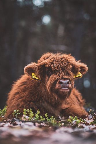Schottischer Highlander, Wezepsche Heide