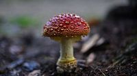 Fliegenpilz
