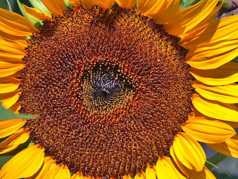 Zonnebloem close-up van Edgar Schermaul