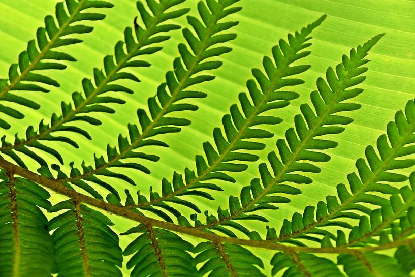 a green tree fern leaf by Werner Lehmann