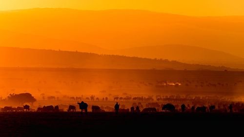 Migratie bij zonsopgang