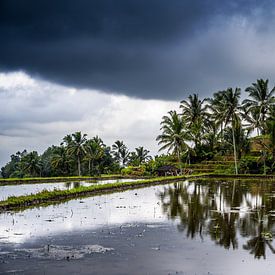 The rice fields of Jatiluwih by Juliette Laurant