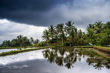 The rice fields of Jatiluwih by Juliette Laurant