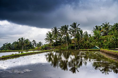Die Reisfelder von Jatiluwih